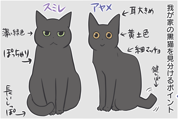 我が家の黒猫の見分け方と黒猫クイズ おそらくその平凡こそ幸せ 猫と家族の日常絵日記 Powered By ライブドアブログ