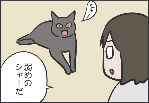 ちょっと控えめなシャー : おそらくその平凡こそ幸せ 猫と私と家族の