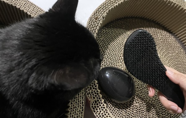 猫が嫌いなブラッシングをすることを許してほしい おそらくその平凡こそ幸せ 猫と私と家族の日常 Powered By ライブドアブログ