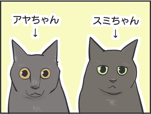 猫写真】我が家の黒猫見分けクイズ : おそらくその平凡こそ幸せ 猫と私