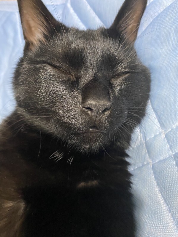 黒猫って可愛く見える時とそうじゃない時のギャップがすごい