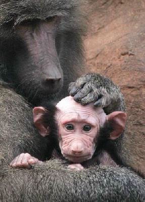 オオカミがヘリを撃墜 突然変異した巨大生物の激ヤバ映像 最新の映画ニュースならmovie Walker Press