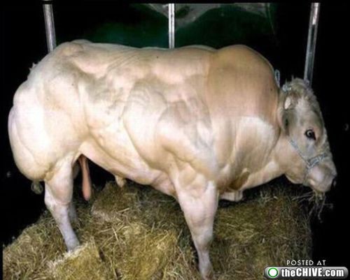 ステロイドを服用してマッチョになった動物達の画像 I M Not Accusing These Animals Of Shooting Steroids Willingly エンタメサプリネーターメイド 面白ニュース処方箋