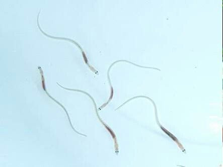 ヒトの精子を適温の水槽で育てると 熱帯魚のような白色の魚に成ることが京都大学の研究で明らかに タコさん速報 Rt