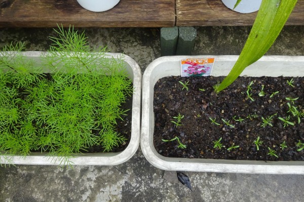 コスモス 新 風の松原を歩く