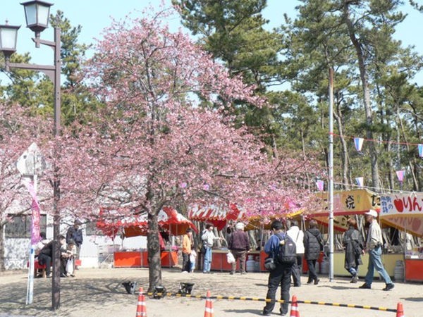 白子町 桜祭り 天然温泉 白子温泉の宿 ニュー山中荘ブログ