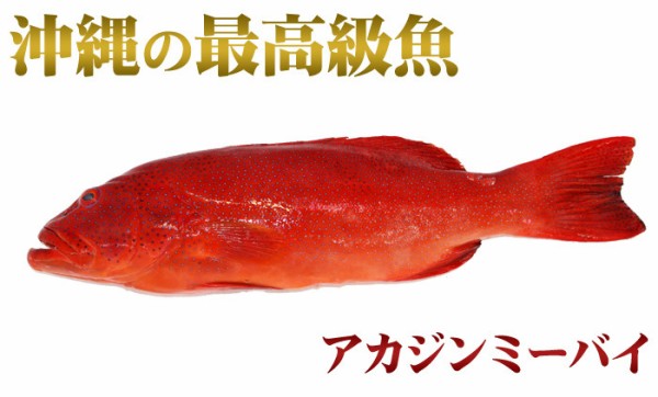 沖縄の魚で打線 Vipperな俺