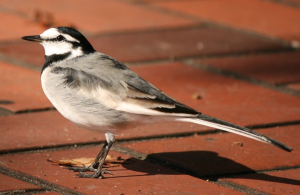 セキレイとかいうどこにでもいるのにマイナーな鳥www Vipperな俺