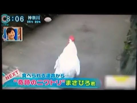Apictnyohkloc 人気ダウンロード ニワトリ ライオン アニメ 鶏 ライオン アニメ