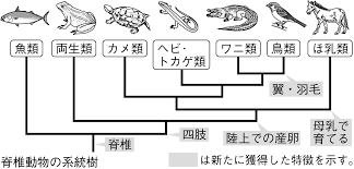 兵庫 中学生 ウシガエルを捕まえて食べてやる まさかの希少種を捕獲 ニュー速ゴールデン