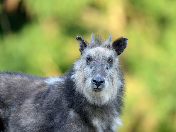 神のお使いでは 四つ目のカモシカ あらわる まとめてニュースほっこり