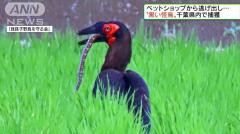 動画有 ペットショップから逃げ出した黒い鳥 千葉県で捕獲 トピック先取りチャンネル