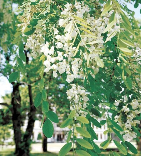 ニセアカシア 純白の花満開 甘い香り漂う News