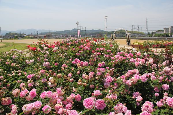 橿原運動公園のバラ園 Good Luck