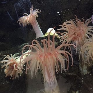 加茂水族館 海に咲く花とウミガメ Next Cheer S Blog