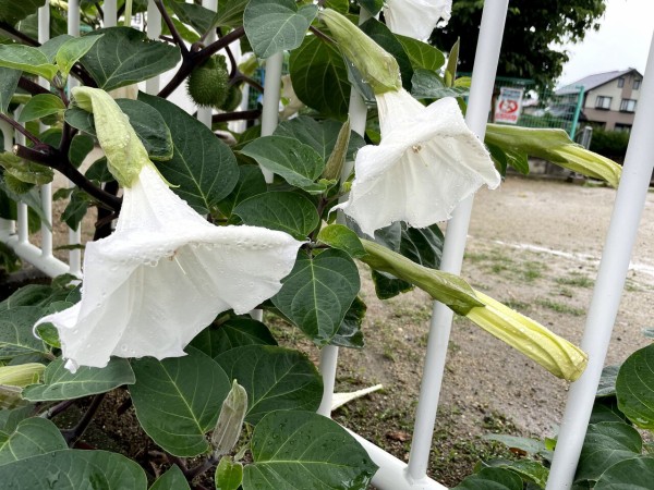 四方黒池治水緑地公園に咲いてたチョウセンアサガオ 寝屋フォト 寝屋川ローカルレポート