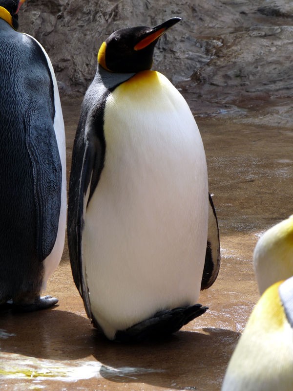 ペンギン かかと立ち しろさきさんちのうらっかわ