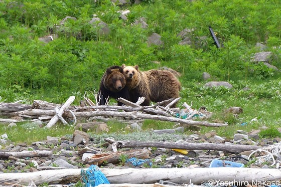 知床のパンダ模様のヒグマは恋の季節？ : 北海道の星と大地と