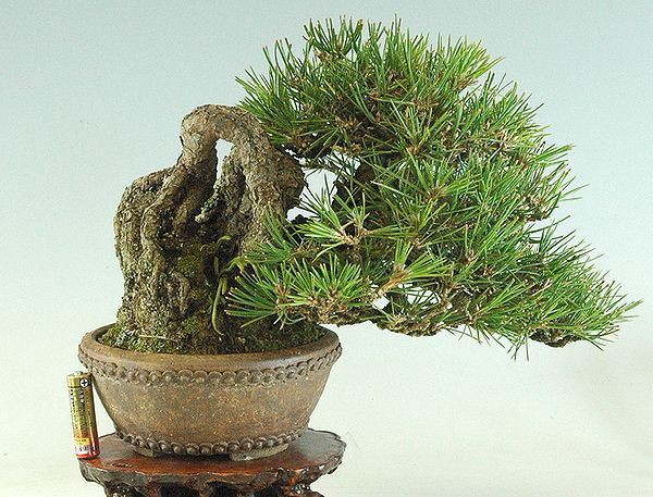 黒松盆栽に針金を掛け直しました レノ 盆栽 Reno Bonsai