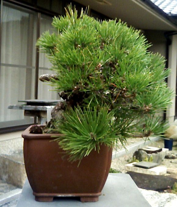 黒松根上がりの素材を入手しました。改作が楽しみです。 : レノ・盆栽