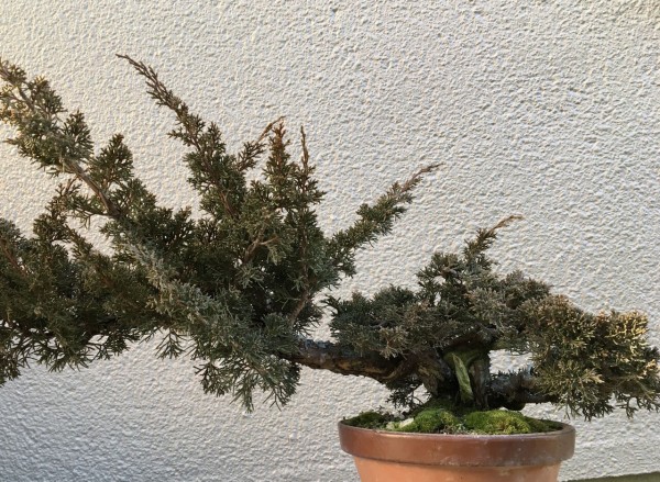 盆栽]真柏 （盆栽 真柏 / Re.Bonシリーズ (Craft Bonsai Pine
