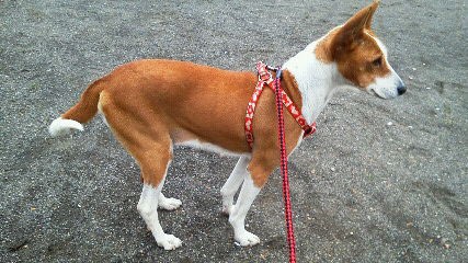 我が家の愛犬 コンゴのヤブ犬 バセンジー ピーちゃんが逝っちゃいました パン作り時々安くてうまいもの探し