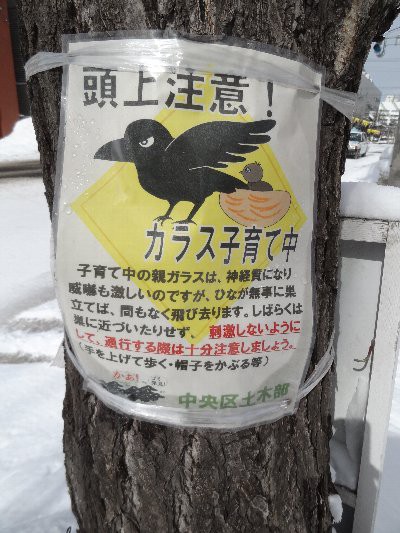 カラスに襲われる パン作り時々安くてうまいもの探し