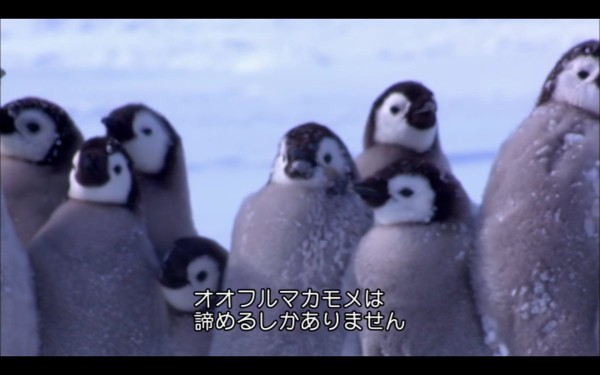 彡 ﾟ ﾟ おっペンギンのヒナやんけ 襲ったろ 敵 ｼｭﾊﾞﾊﾞﾊﾞ 走り寄ってくる音 ニュー速vipまとめ