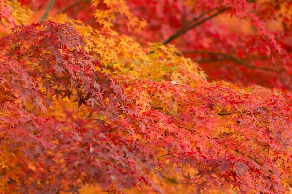 高鴨神社と吉野山 16 ニックの隠れ家