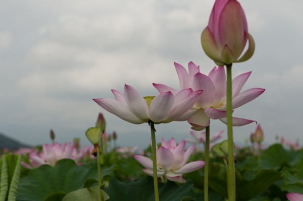 藤原京の蓮 17 ニックの隠れ家