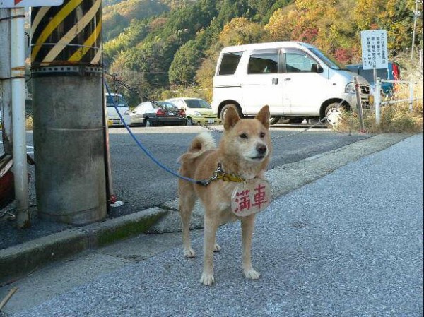 画像79枚 なんｊ犬まとめ かわｅ スペード速報 ゝ