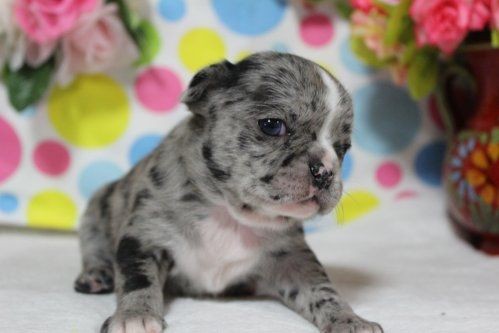 福岡県ブリーダー 珍しいカラーのミックス犬 子犬情報 ペットショップ ワンダフルライフのblog