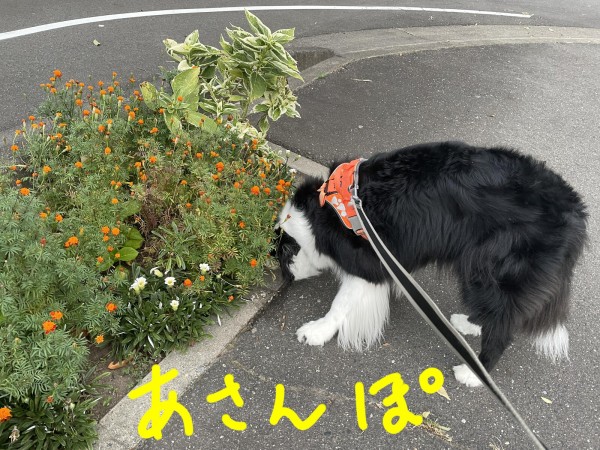 ばたんきゅ ニコっとルンルン日記