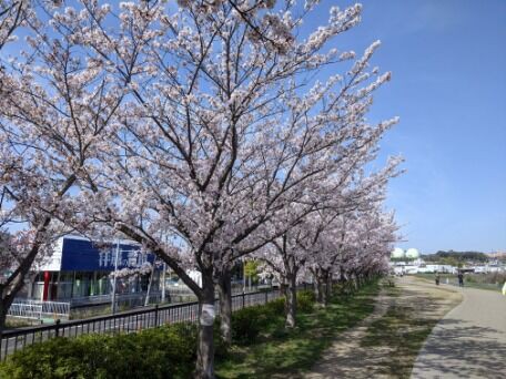 各地の桜 2021 狭山池公園 その7 2021年4月1日 日本漫遊記 各地の桜 2021 狭山池公園 その7 2021年4月1日 日本漫遊記