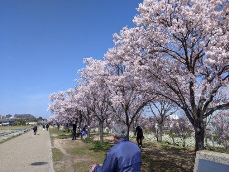 各地の桜 ２０２１ 狭山池公園 その５ ２０２１年３月２４日 日本漫遊記