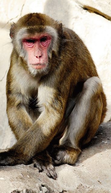 豊臣秀吉は猿でない 新令和日本史編纂所