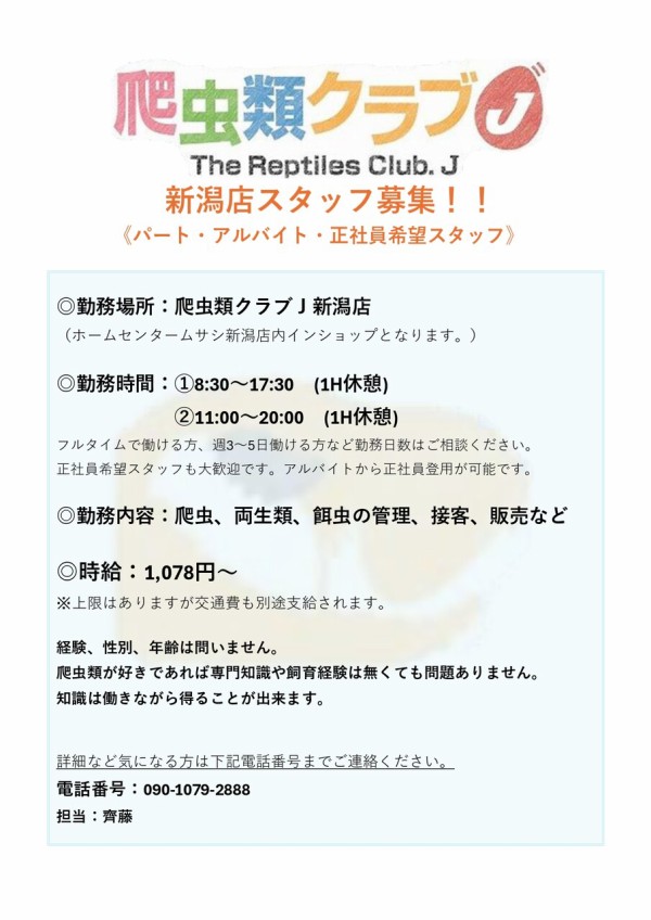 新入荷】国内初入荷!?のトカゲ : 爬虫類クラブJ新潟店