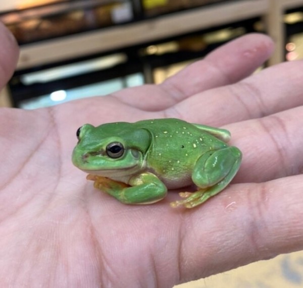 ドイツ便など入荷です！両生類と蛇！！ : 爬虫類クラブJ新潟店