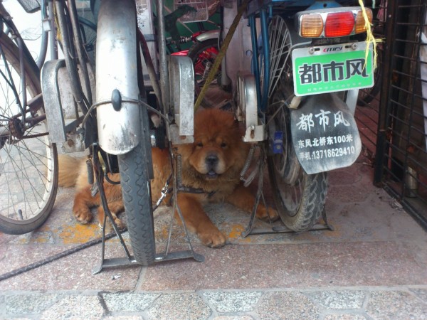 北京の犬 その１ 北京ニーハオ通信