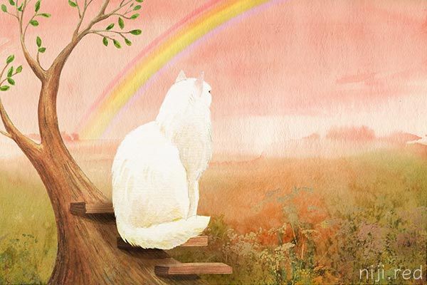 虹の橋絵本 Rainbow Bridge 虹の橋の犬猫鳥たち ブログ