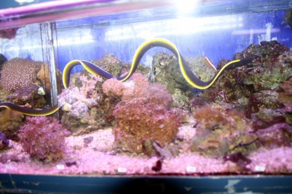 昨日入荷して 今日撮影した こんな変わったお魚たち。見てね。 : くま