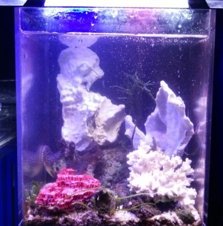小型水槽用の飾りサンゴのご紹介だよ くまぱぱのブログ
