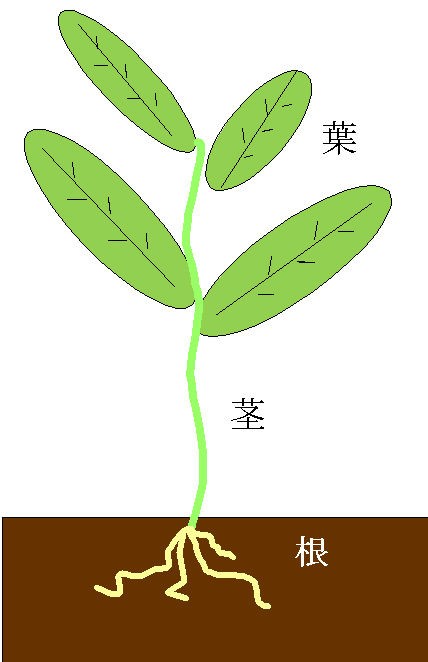 まだあるぞ 海藻 と 海草 うみくさ の違い くまぱぱのブログ