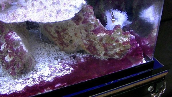 発生したシアノバクテリア どうすれば 良いのだよう くまぱぱのブログ