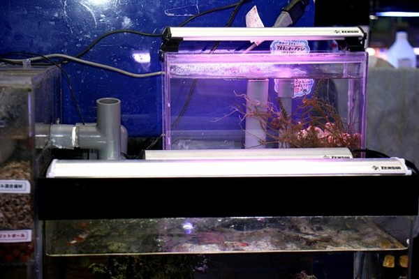 店内展示中の小型水槽 リフジウム 発進しているぞぇ : くま