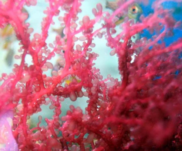 海藻を 色々みてみよう 飼育しやすい海藻は くまぱぱのブログ
