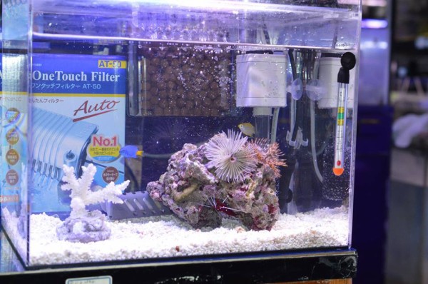 GW 気が付いたら ちょっとちゃんと海水魚セットアップしました