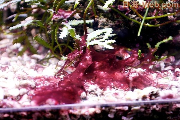 小型　ライブロック　白化　水槽装飾 　水質浄化　ろ材 ライブロック 白化水槽装飾 水質浄化ろ材