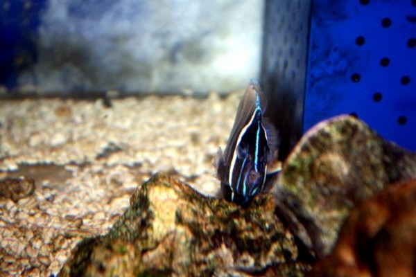 これが ベネディアと呼ばれている寄生虫である くまぱぱのブログ これが ベネディアと呼ばれている寄生虫である くまぱぱのブログ