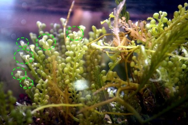 海藻飼育の意外な落とし穴 あなたは大丈夫 くまぱぱのブログ